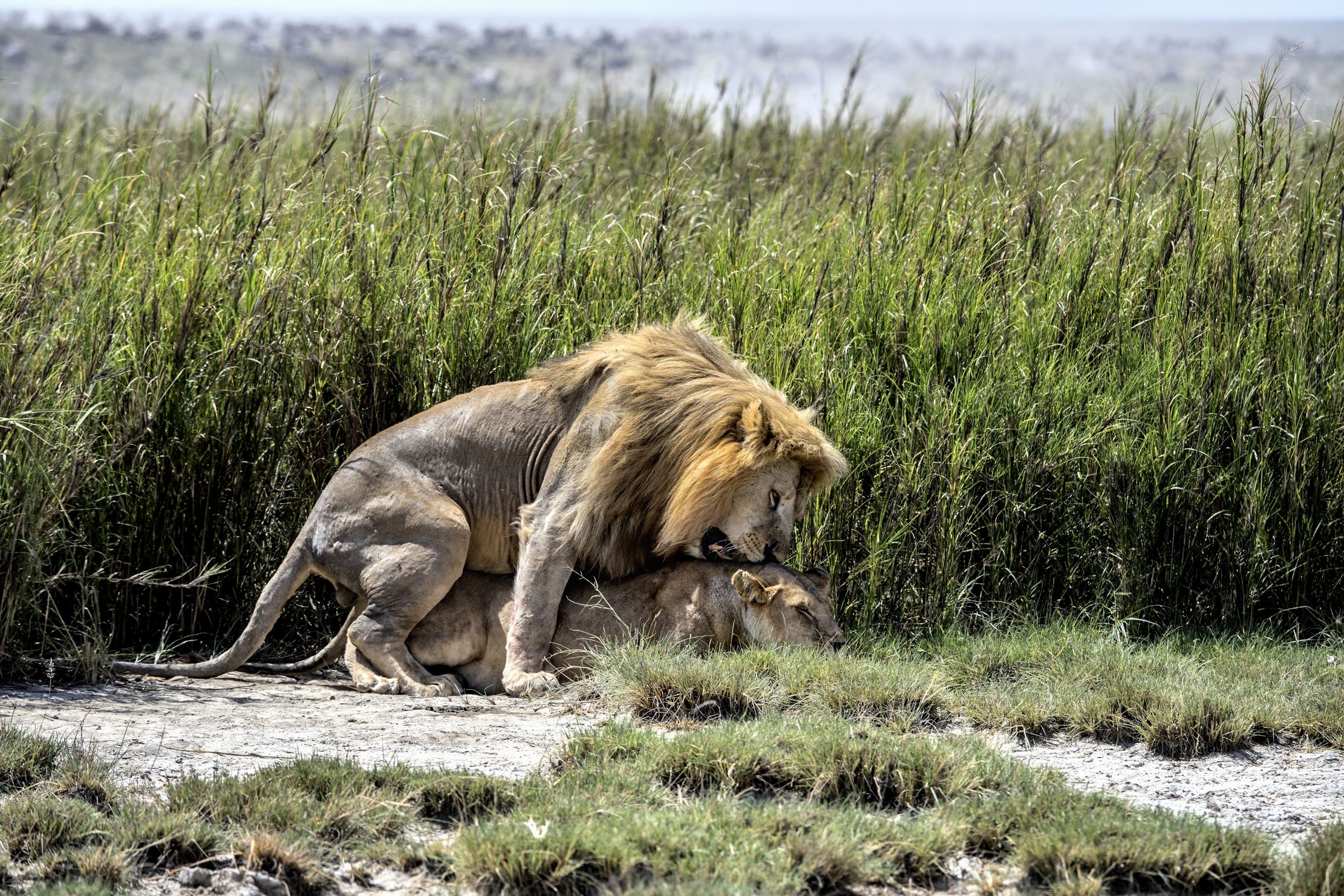 Tanzania 2015 - Infrascati