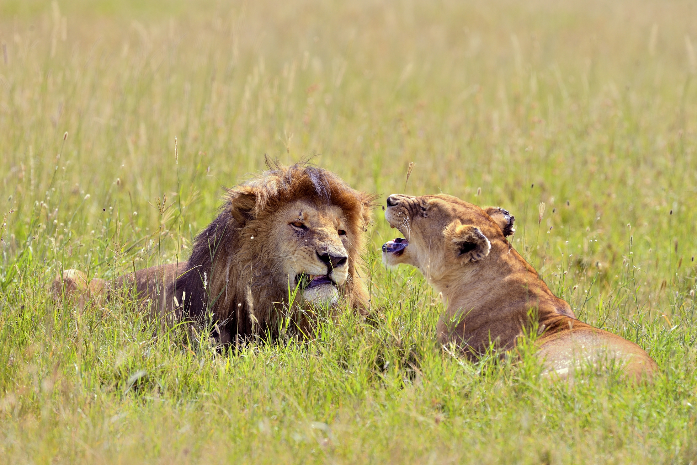 Tanzania 2015 - Discussione familiare