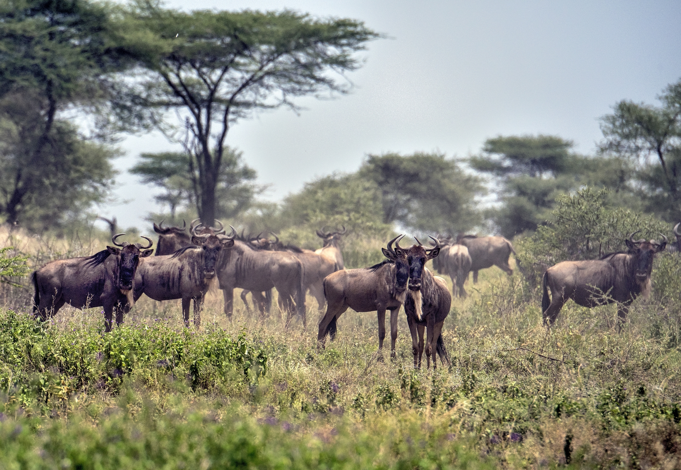 Tanzania 2015 - Gnu