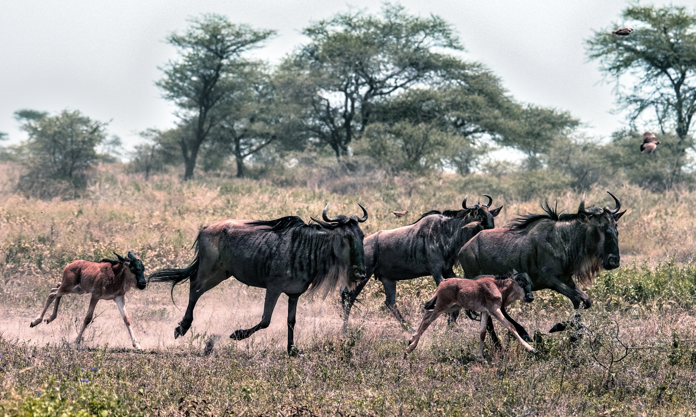Tanzania 2015 - Di corsa