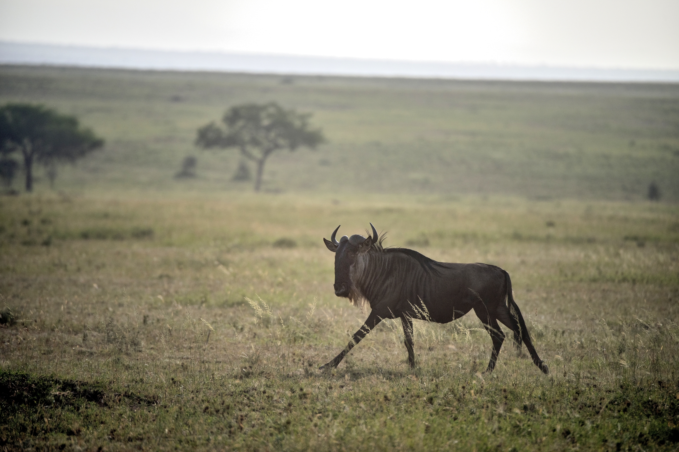 Tanzania 2015 - Gnu solitario