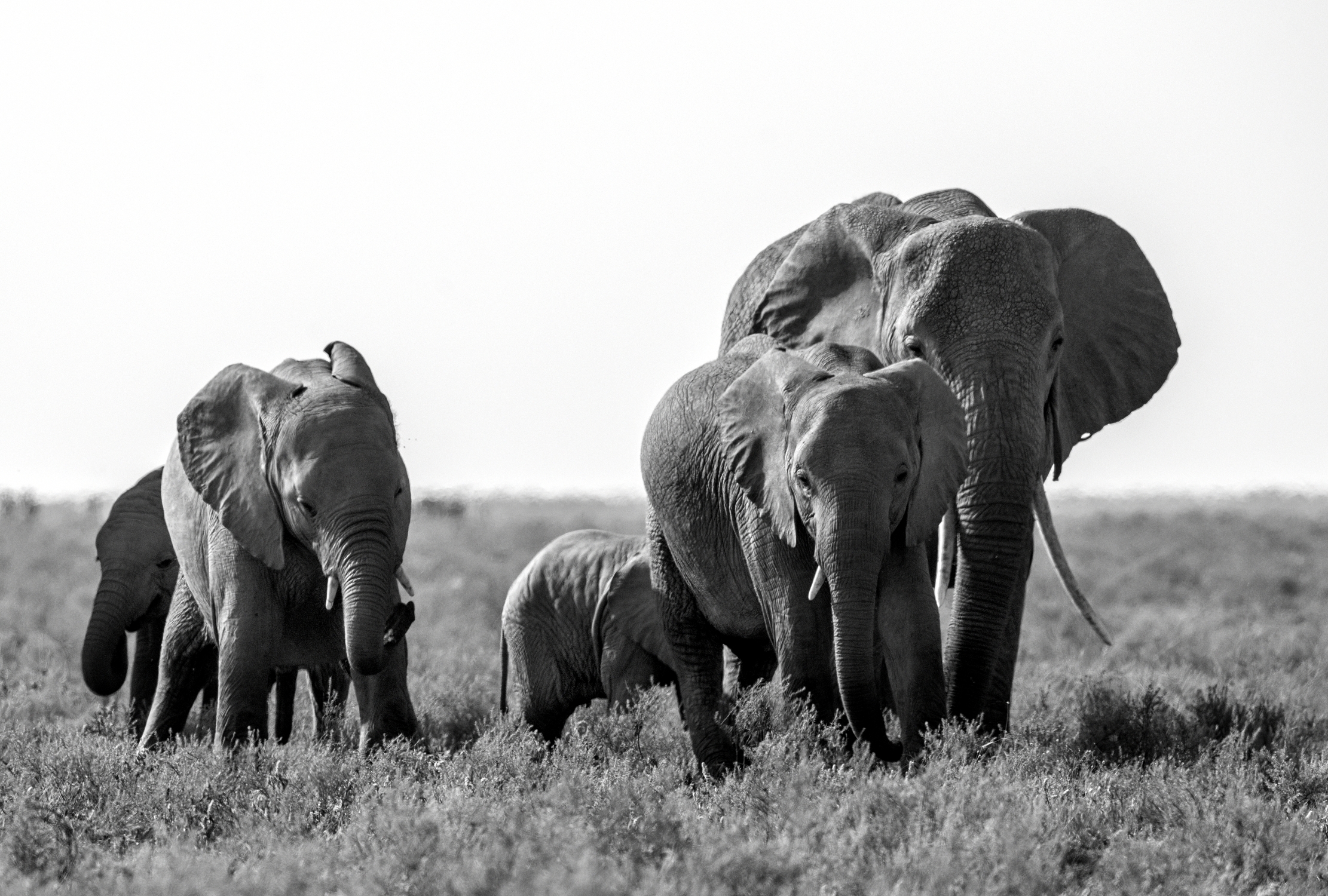 Tanzania 2015 - BW