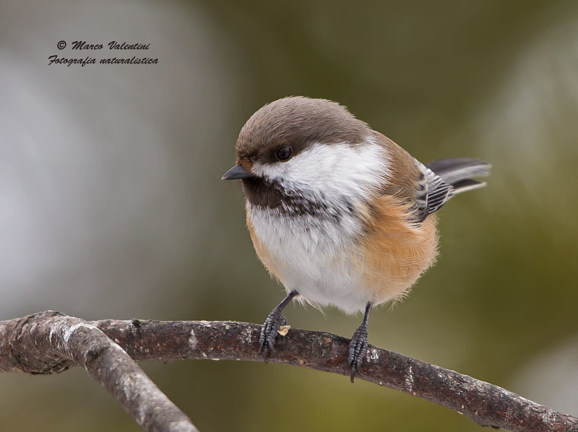 Siberian Tit