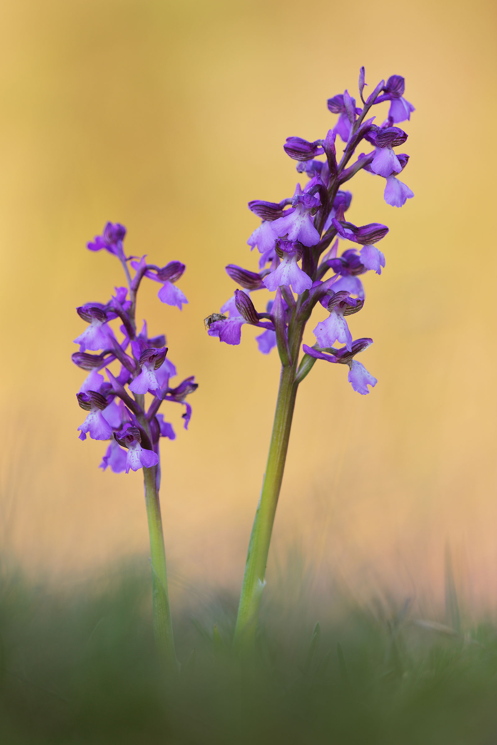 Anacamptis morio