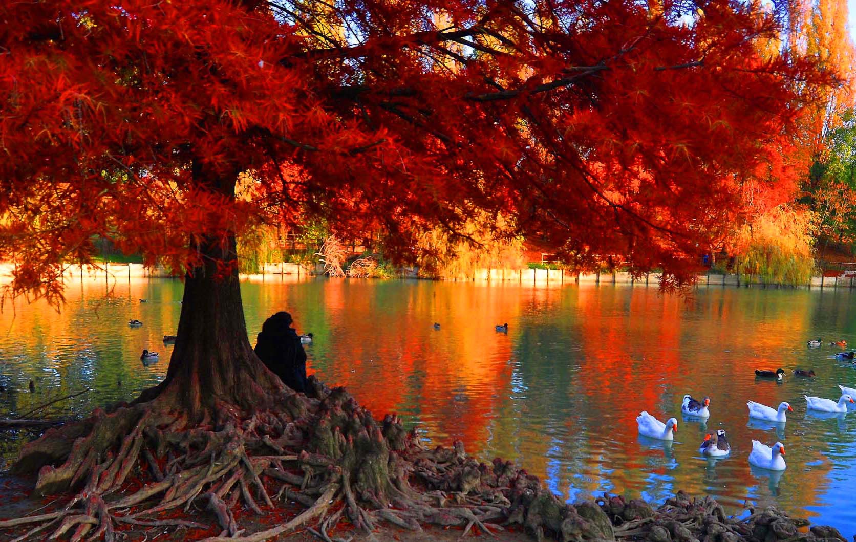 Ducks, riflessi.colori and photographer!