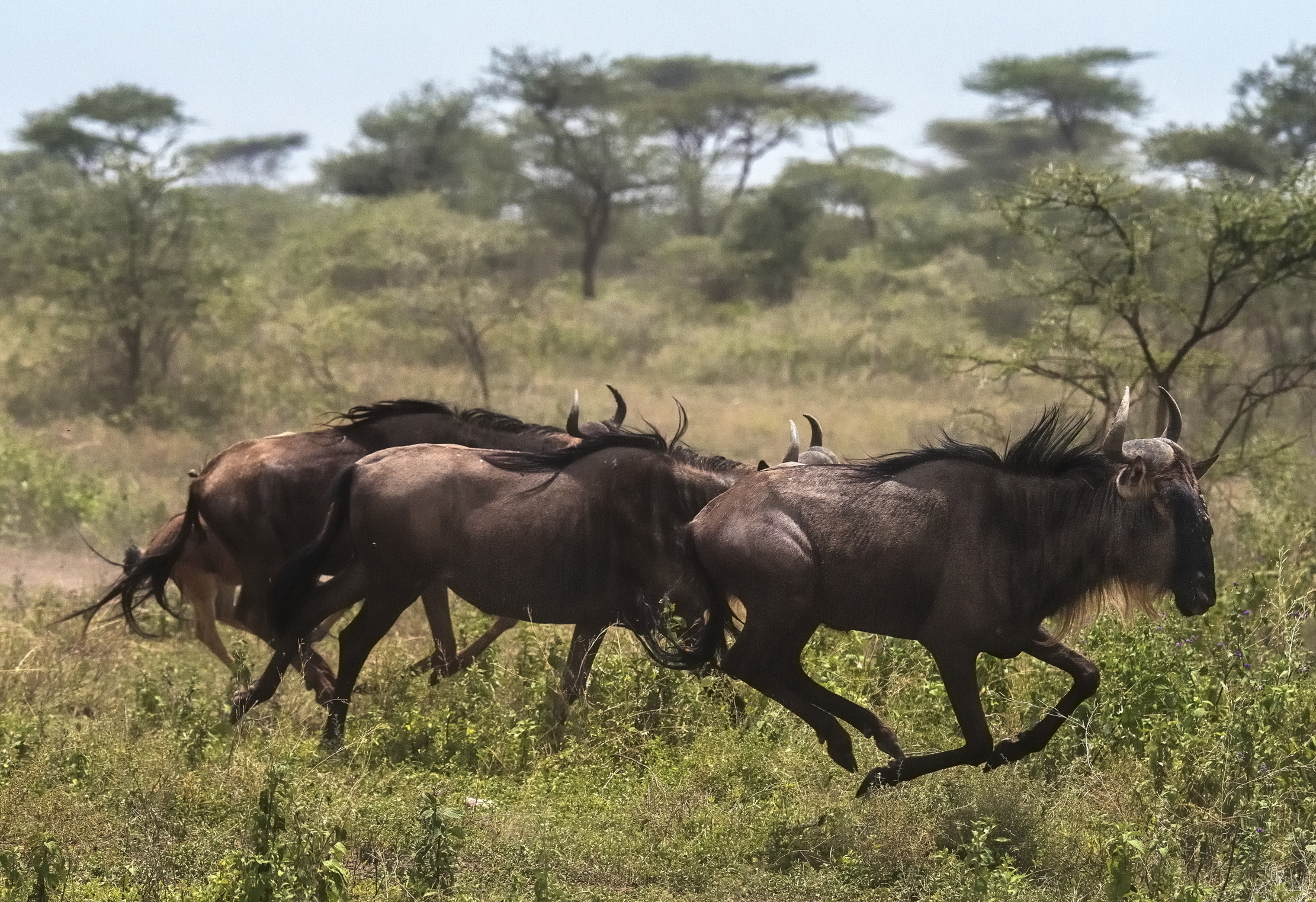 Tanzania 2015 - La corsa
