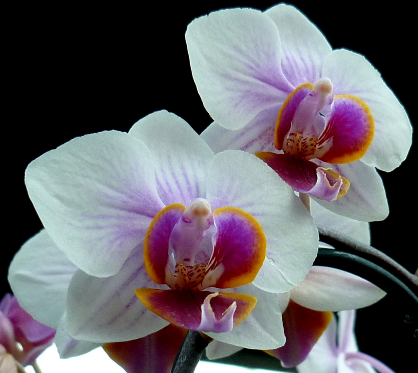 Farfalle che spiccano il volo