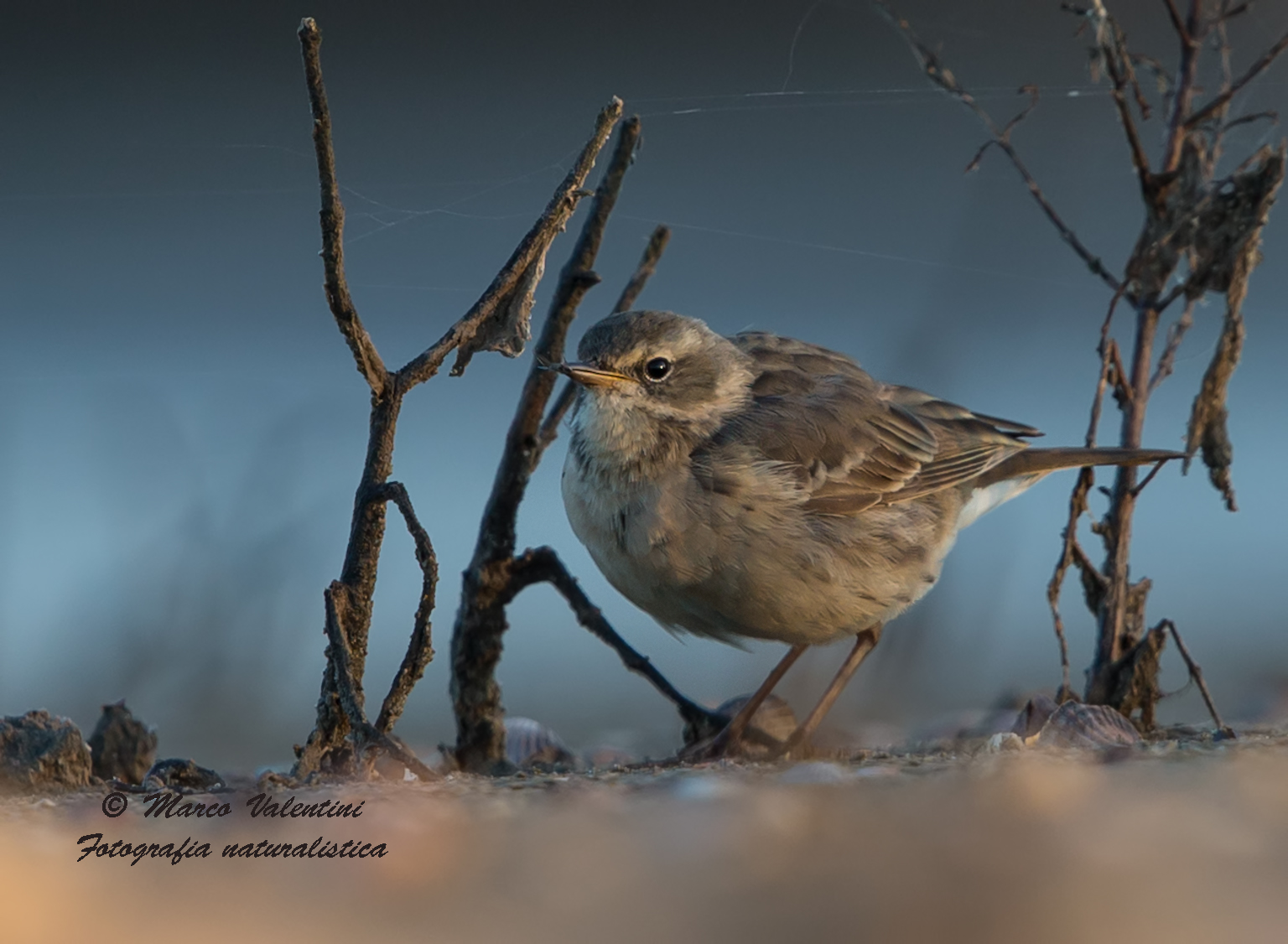 Femmina di pettazzurro prima dell'alba