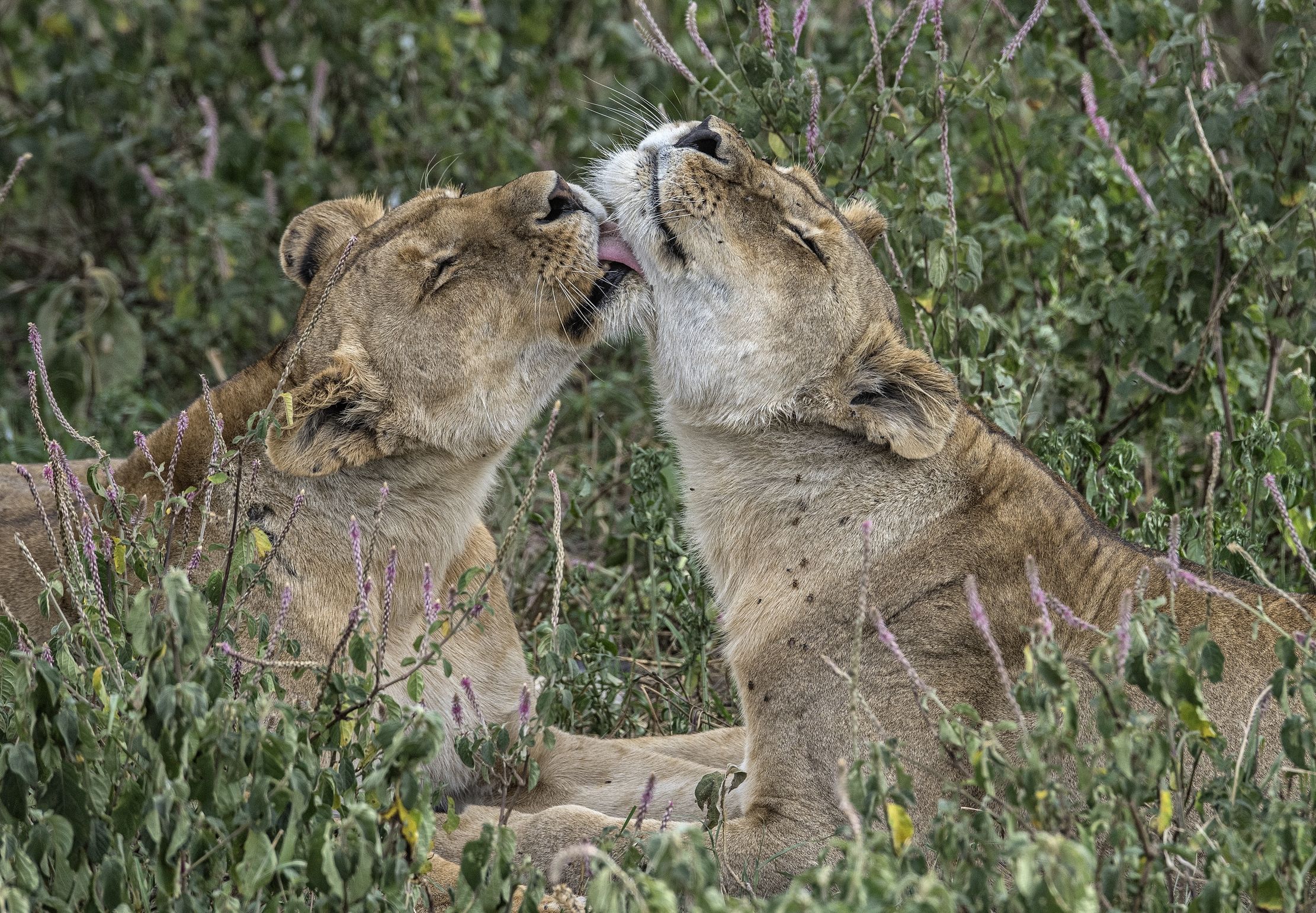 Tanzania 2015 - Coccole