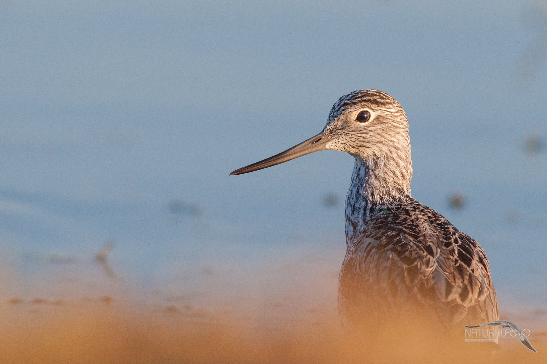 Always dall'angolino lucky -