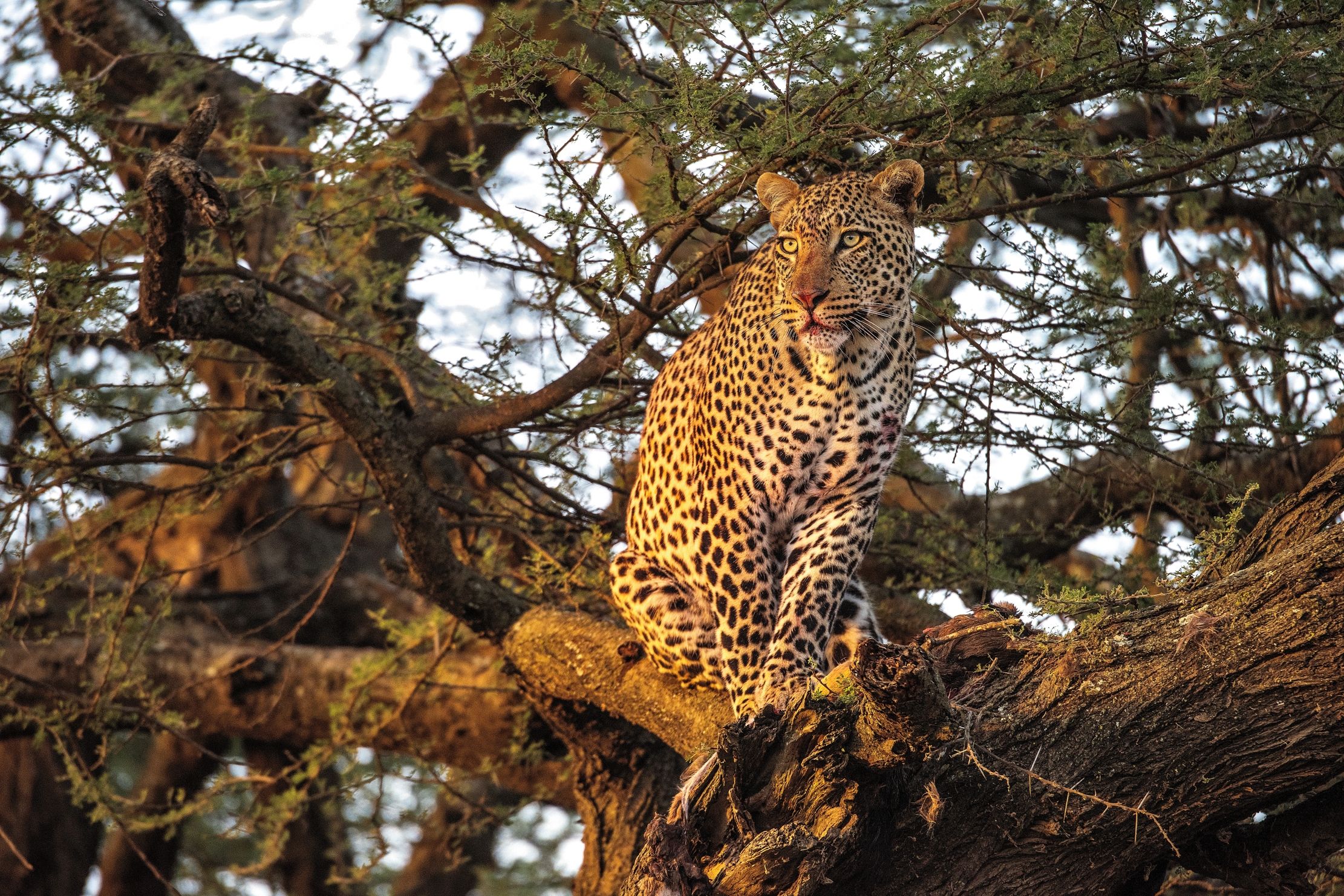 Tanzania 2015 - Leopardo