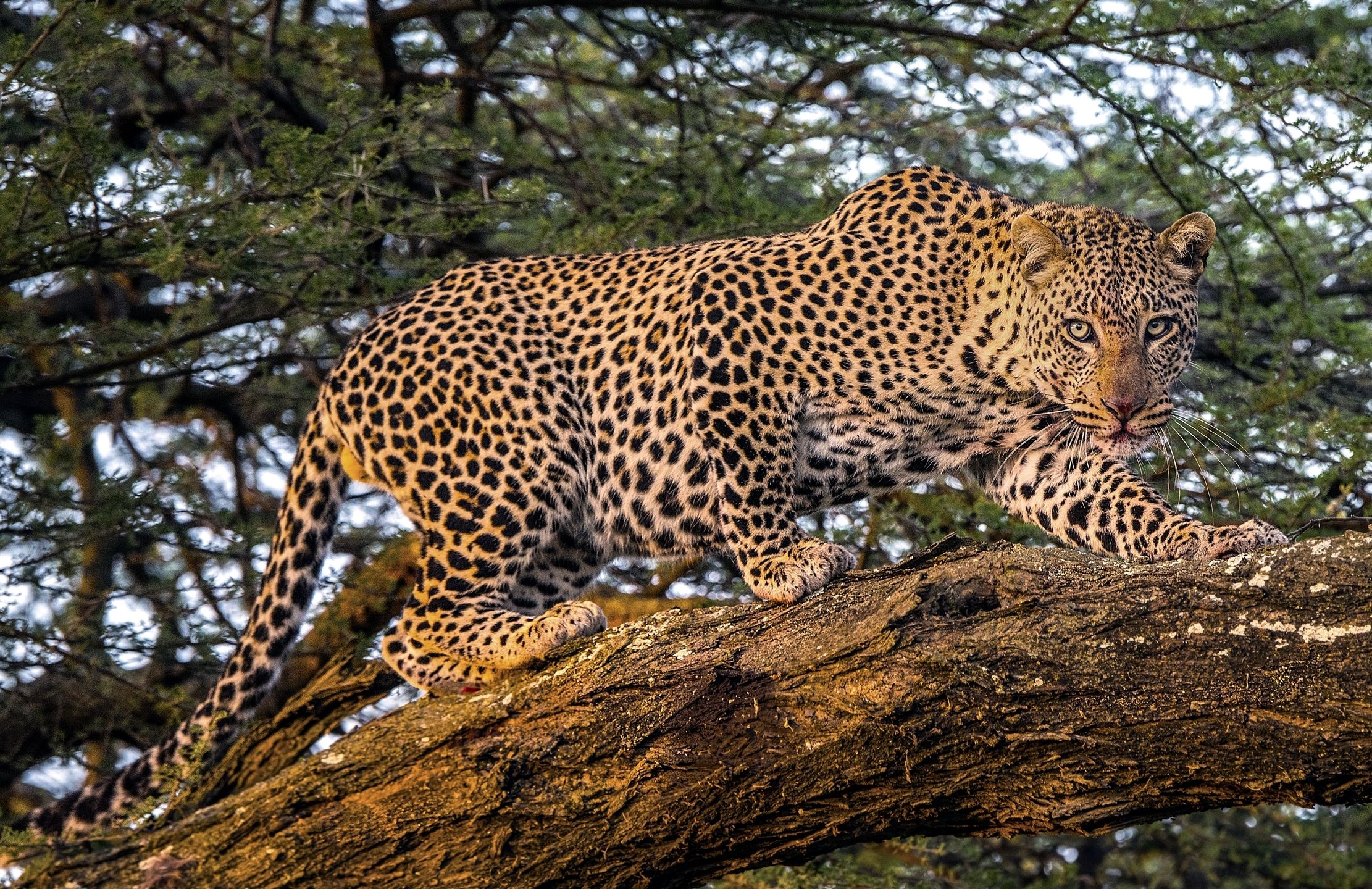 Tanzania 2015 - Leopardo