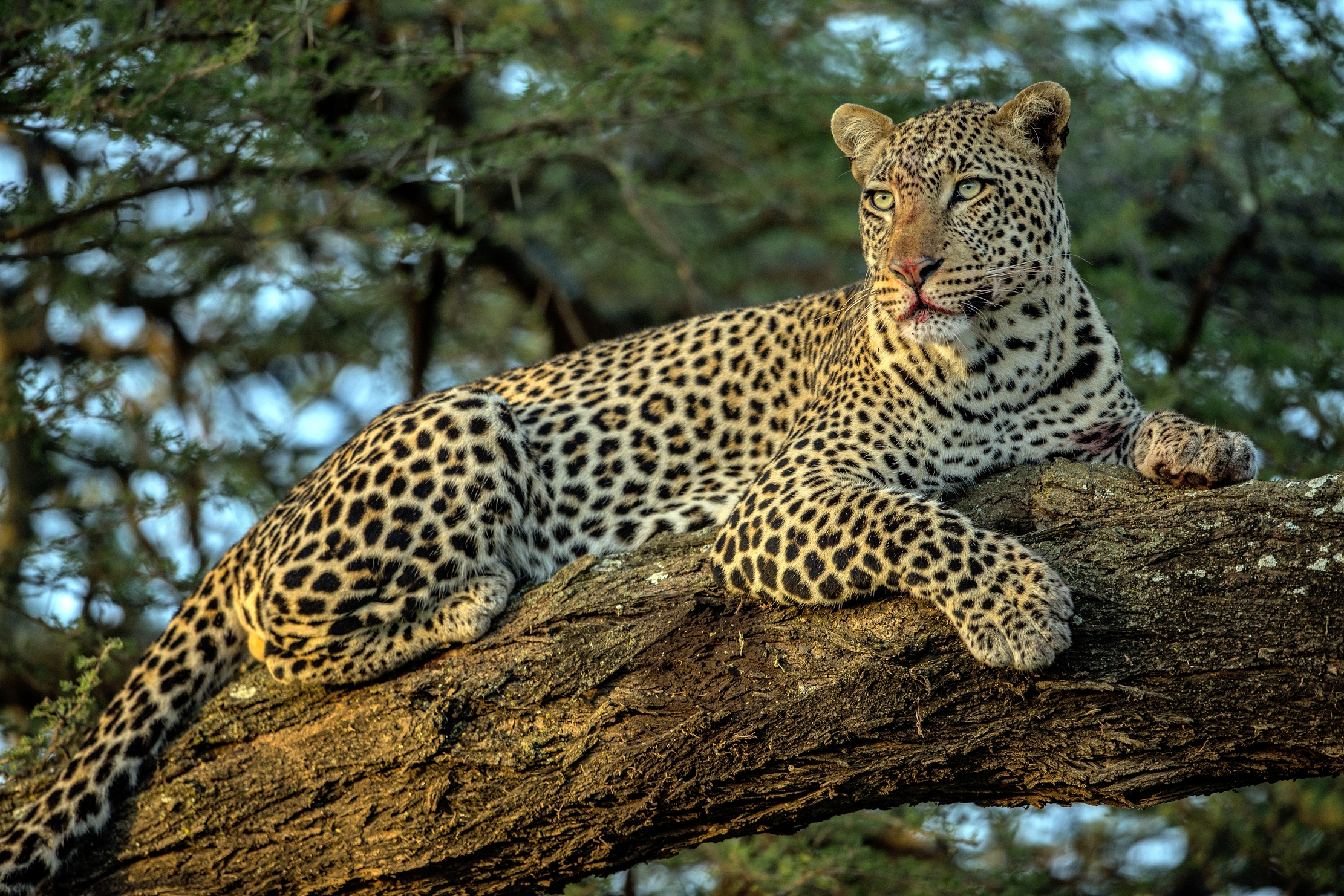 Tanzania 2015 - Leopardo