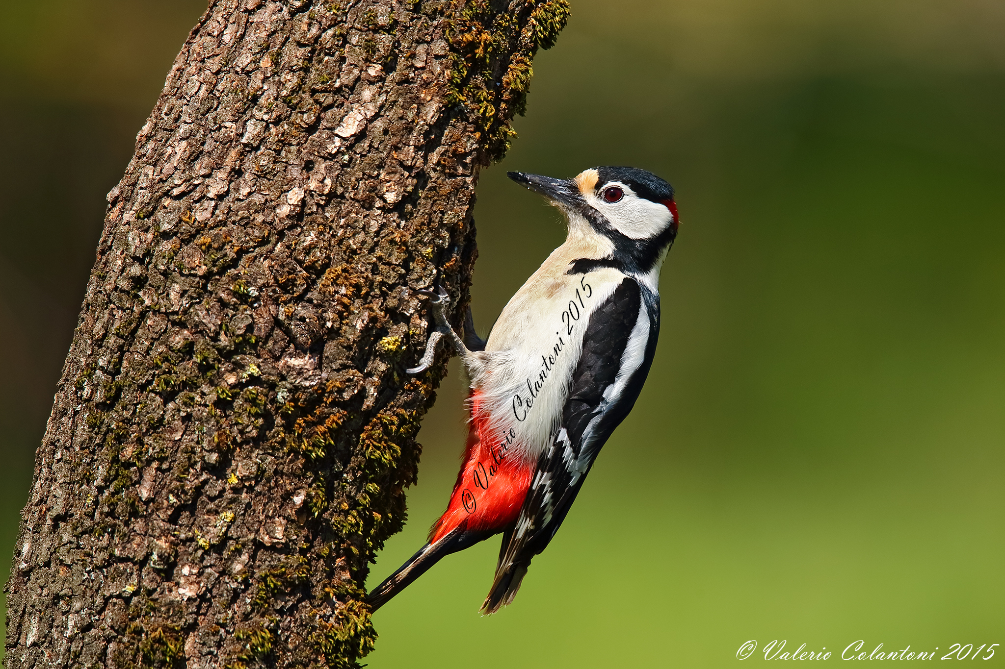 Picchio rosso, Sigma 150-600Sport
