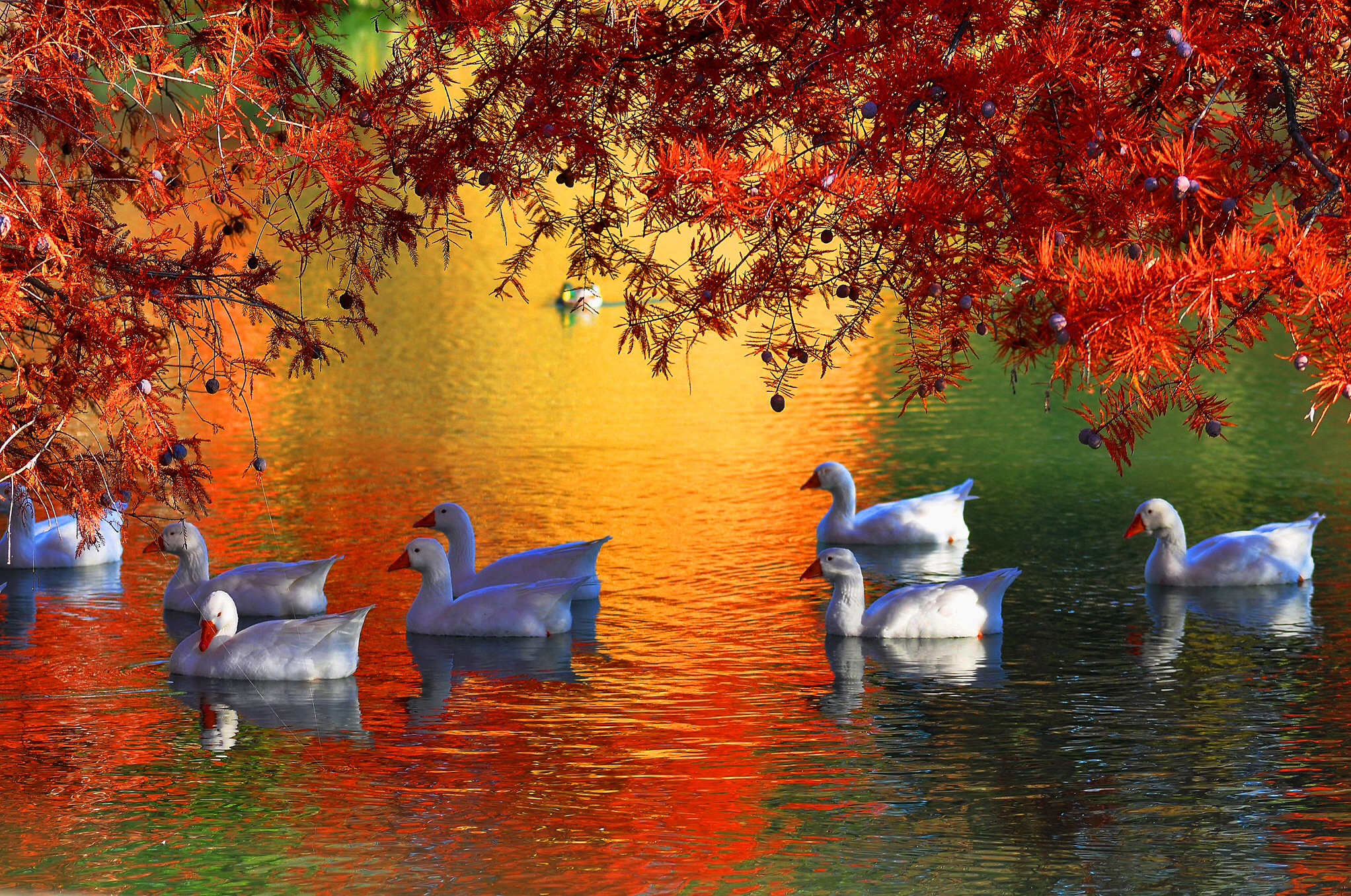 Geese on Golden Pond