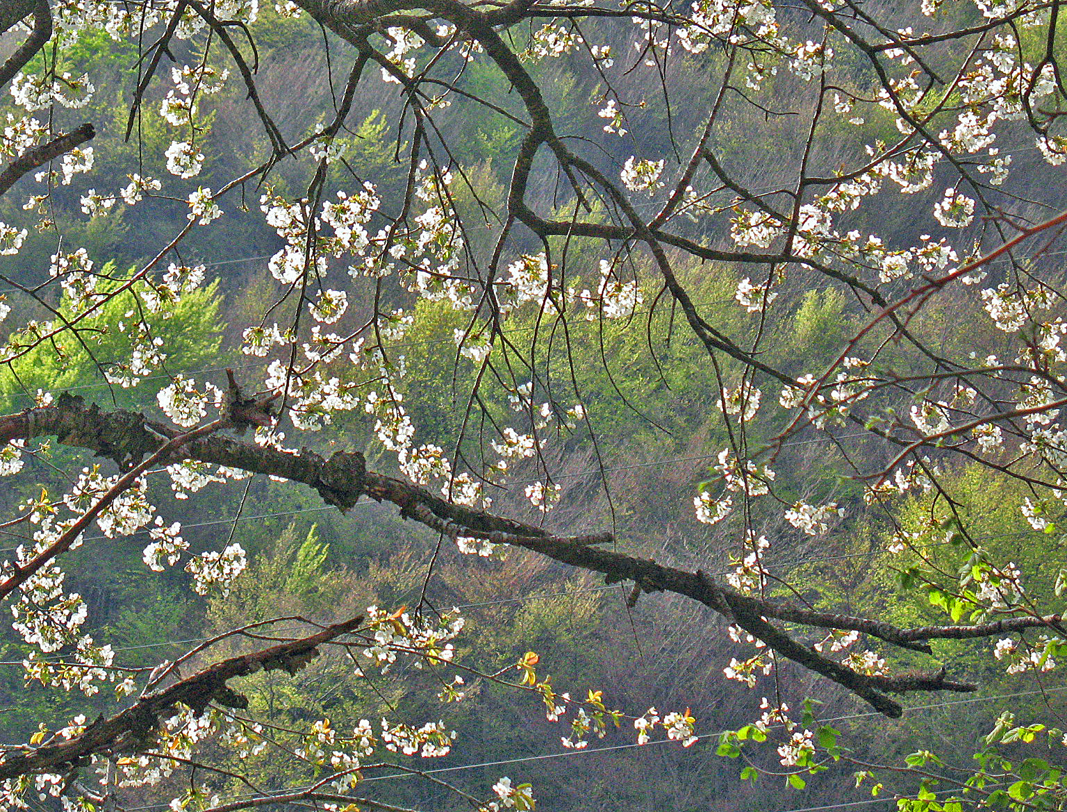 cherry branches