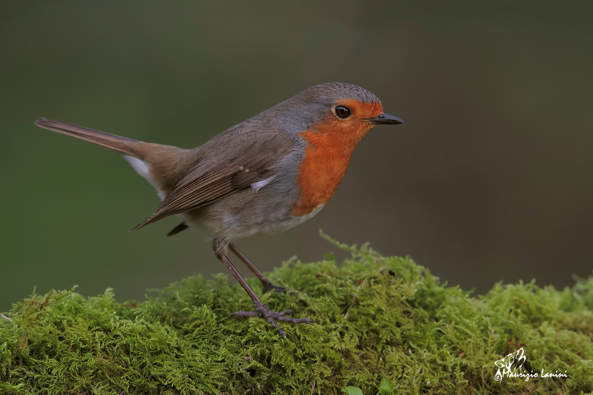 Robin (strictly HD)