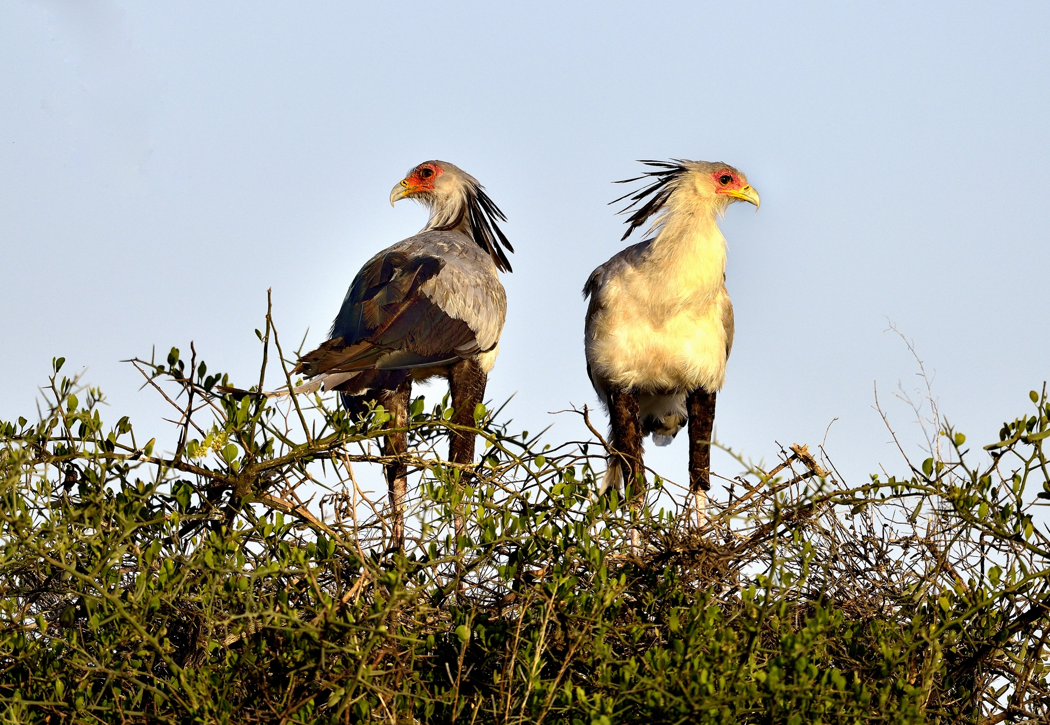 Tanzania 2015 - Serpentari