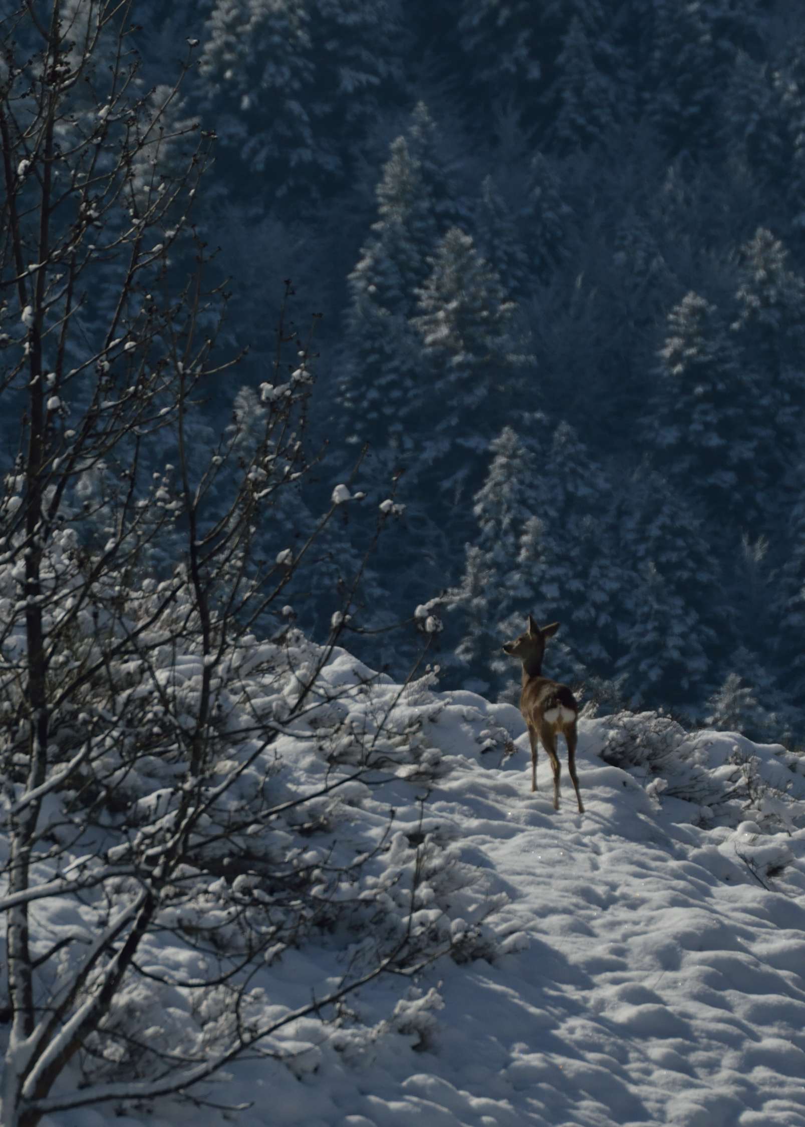 di qua.....o di là...