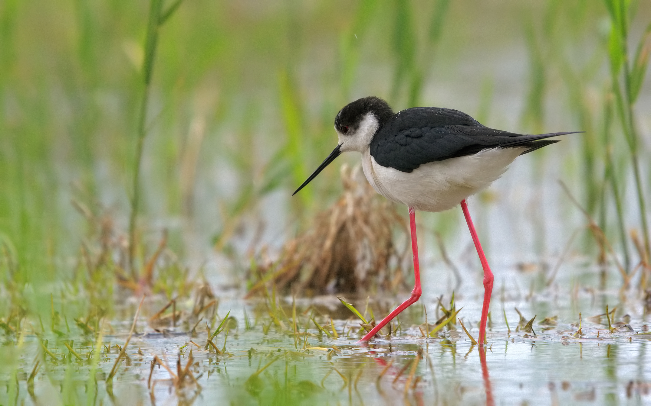 Cavaliere d'Italia (Himantopus himantopus)