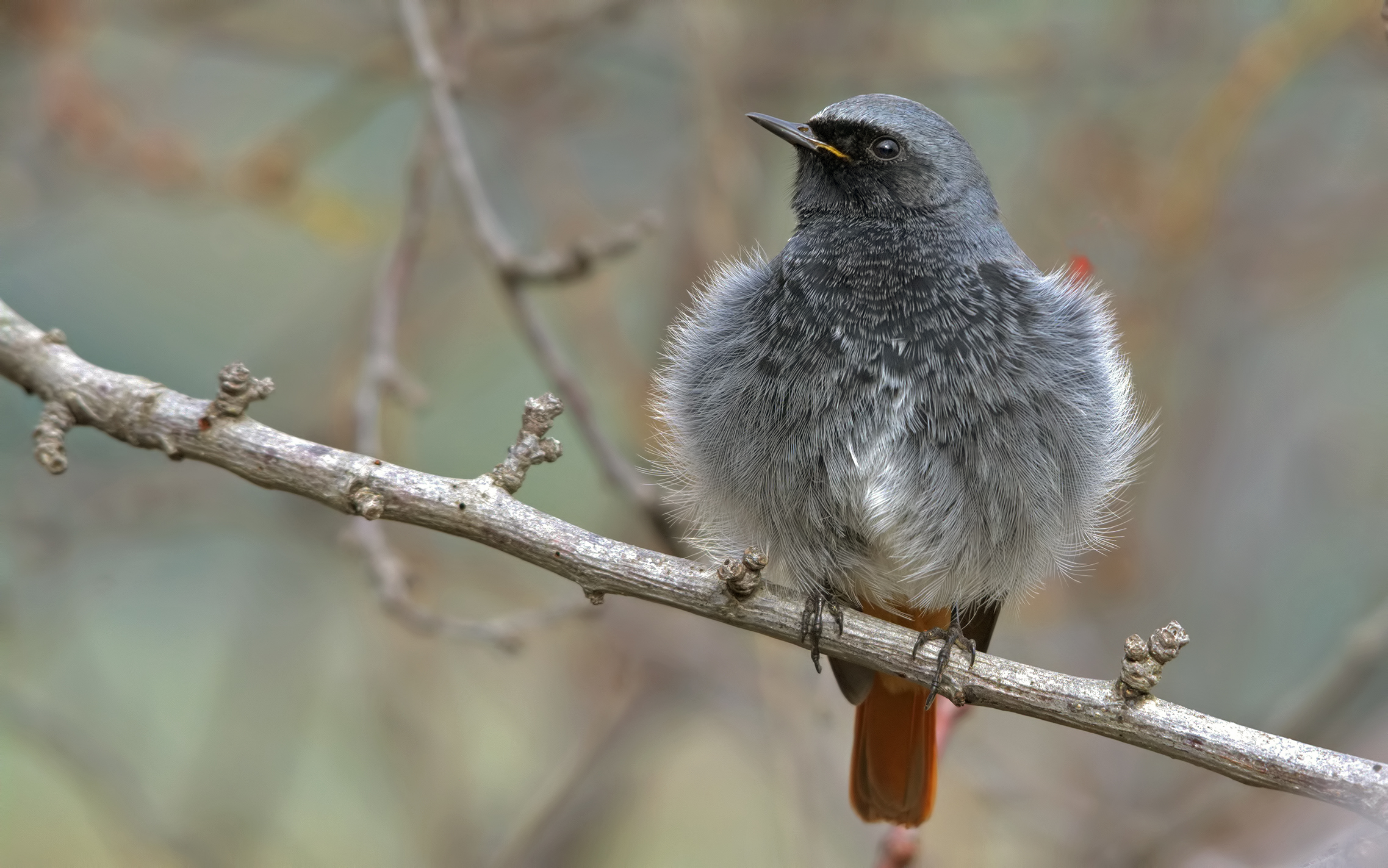 Codirosso spazzacamino (Phoenicurus ochruros) m.arruffa