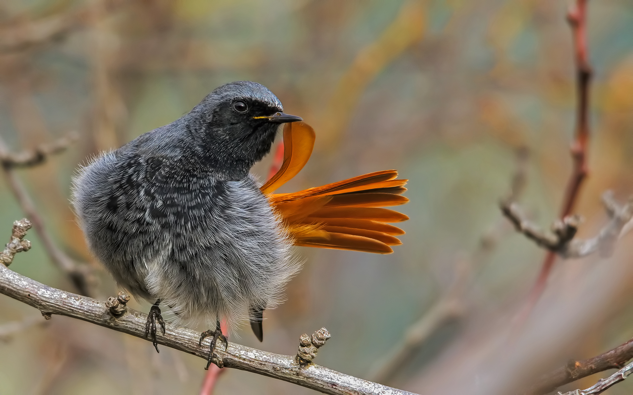 Codirosso spazzacamino (Phoenicurus ochruros) m.vanitos