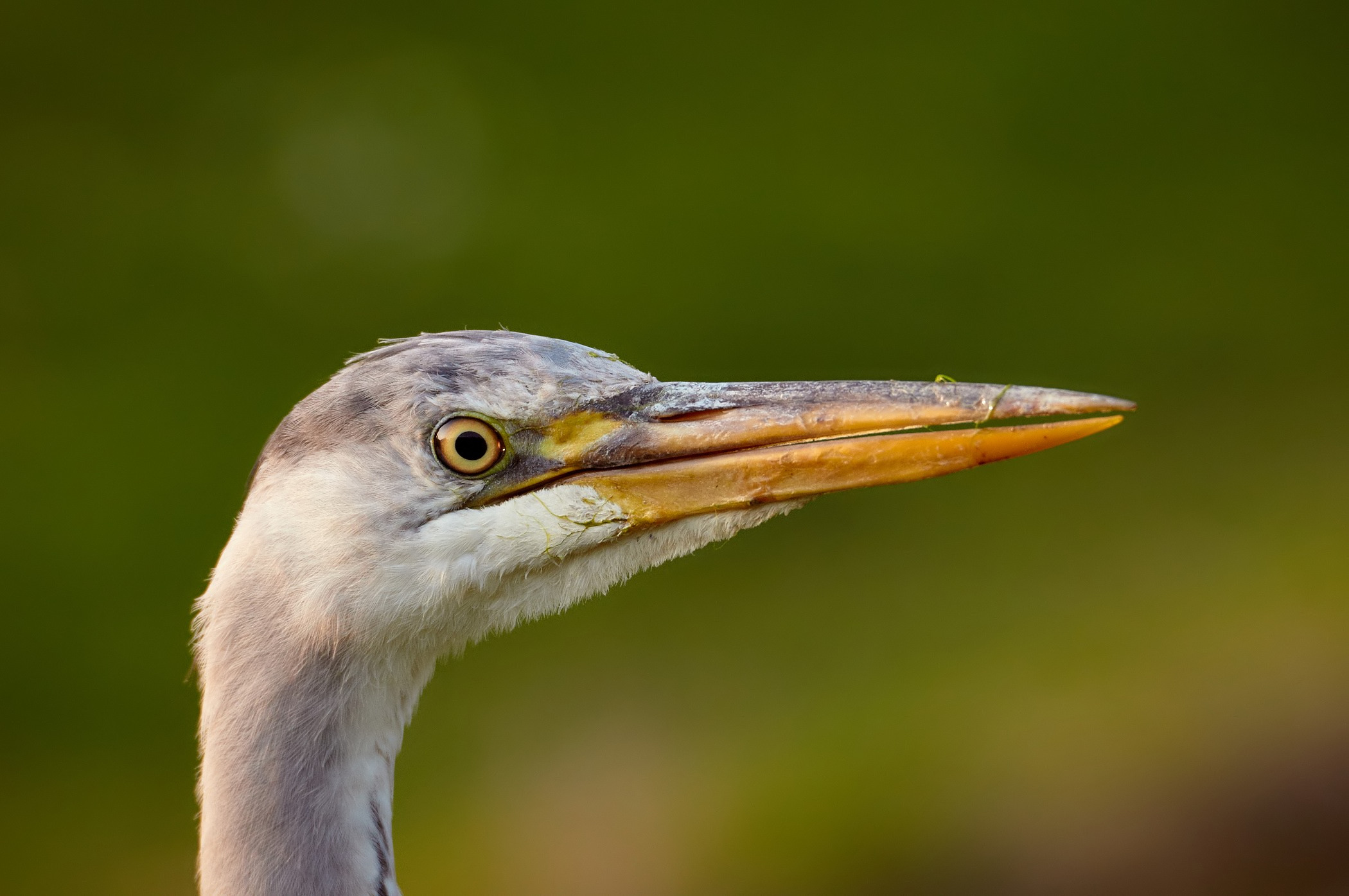 Between me look a bit the biscuit. I called Fido!