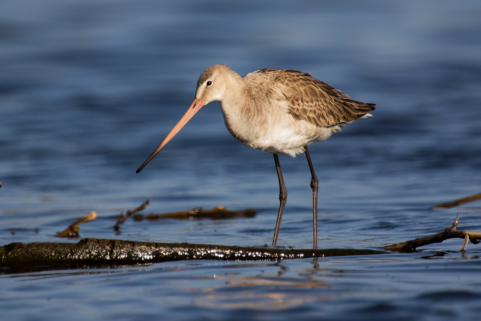 Black-tailed Godwit