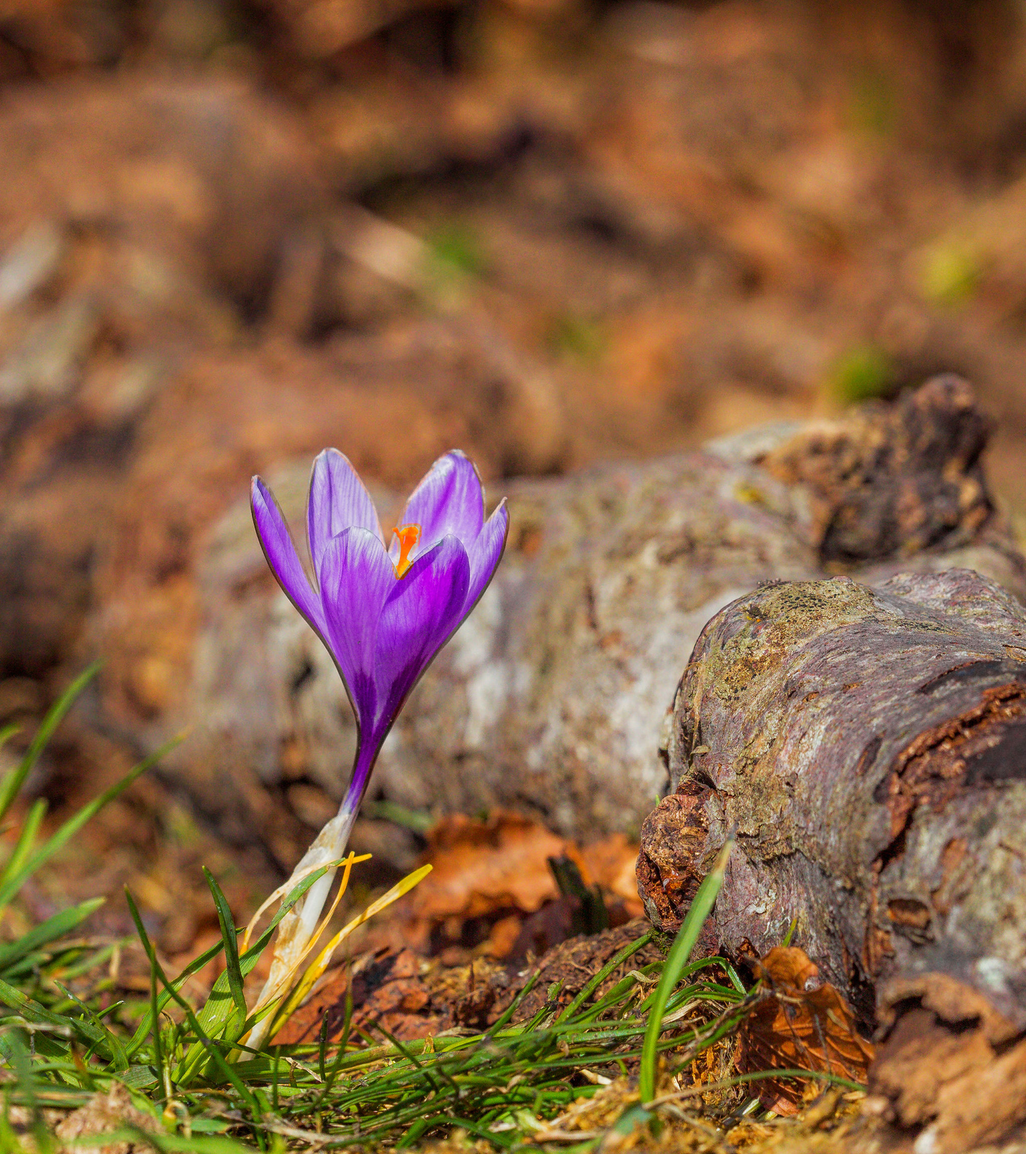 Crocus Better that way .........