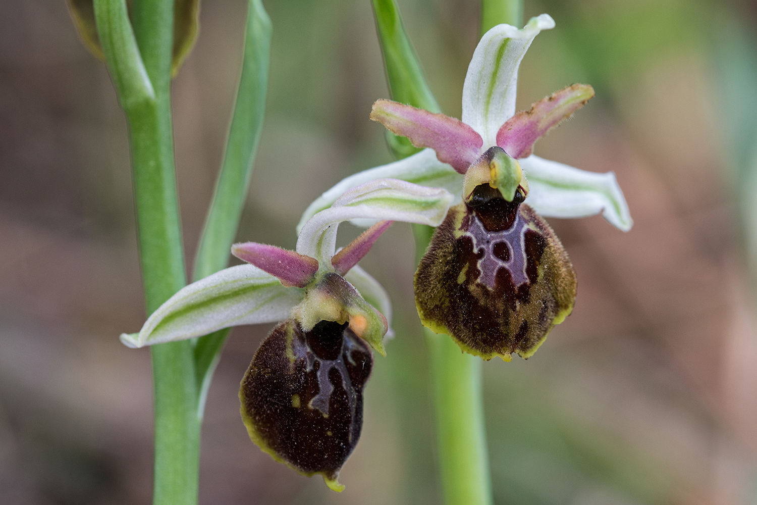 Ophrys exaltata subsp. montis-leonis