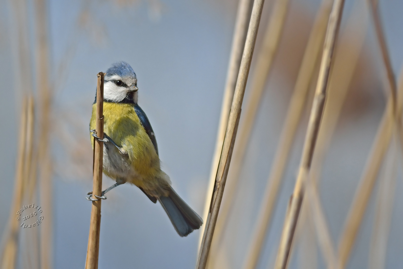 Cinciarella (Parus caeruleus)