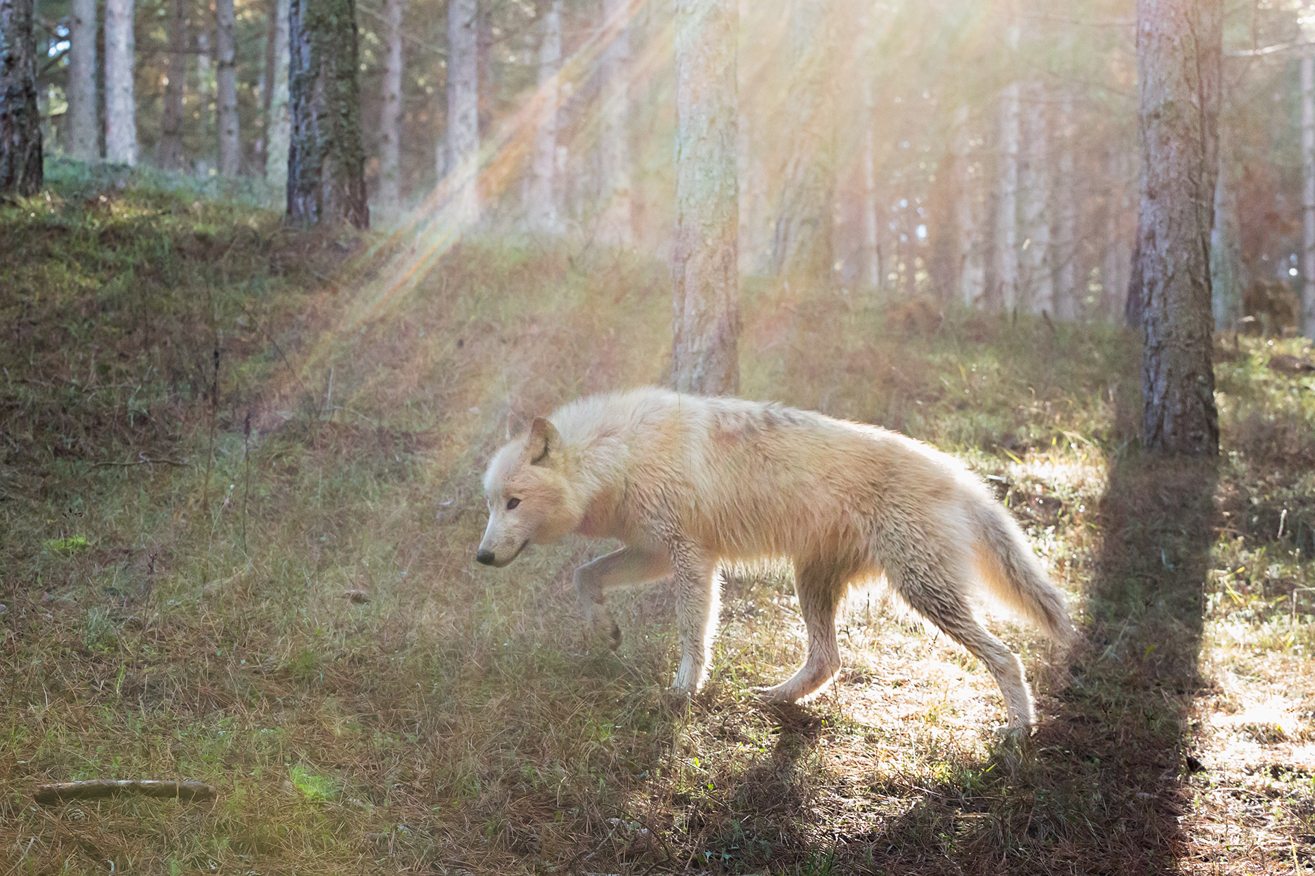 The spirit of the forest