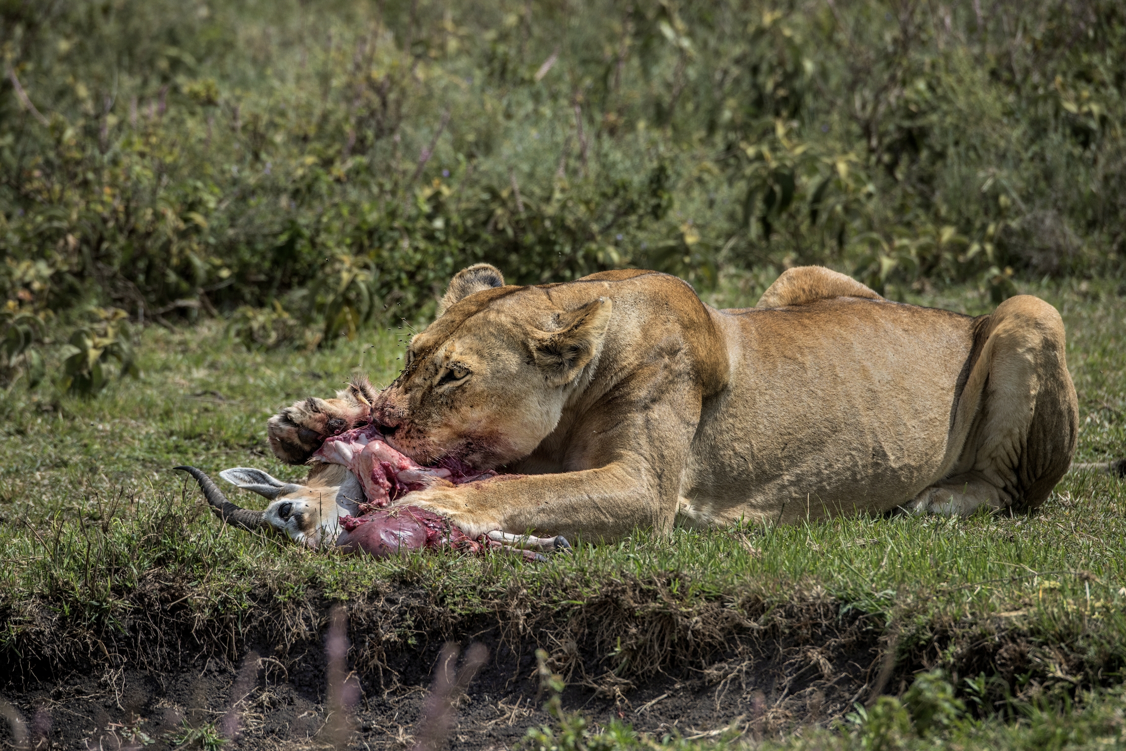Tanzania 2015 - Il banchetto