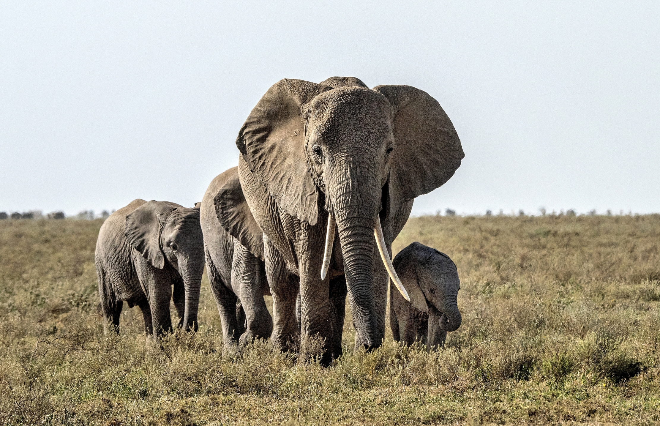 Tanzania 2015 - Elefanti in marcia