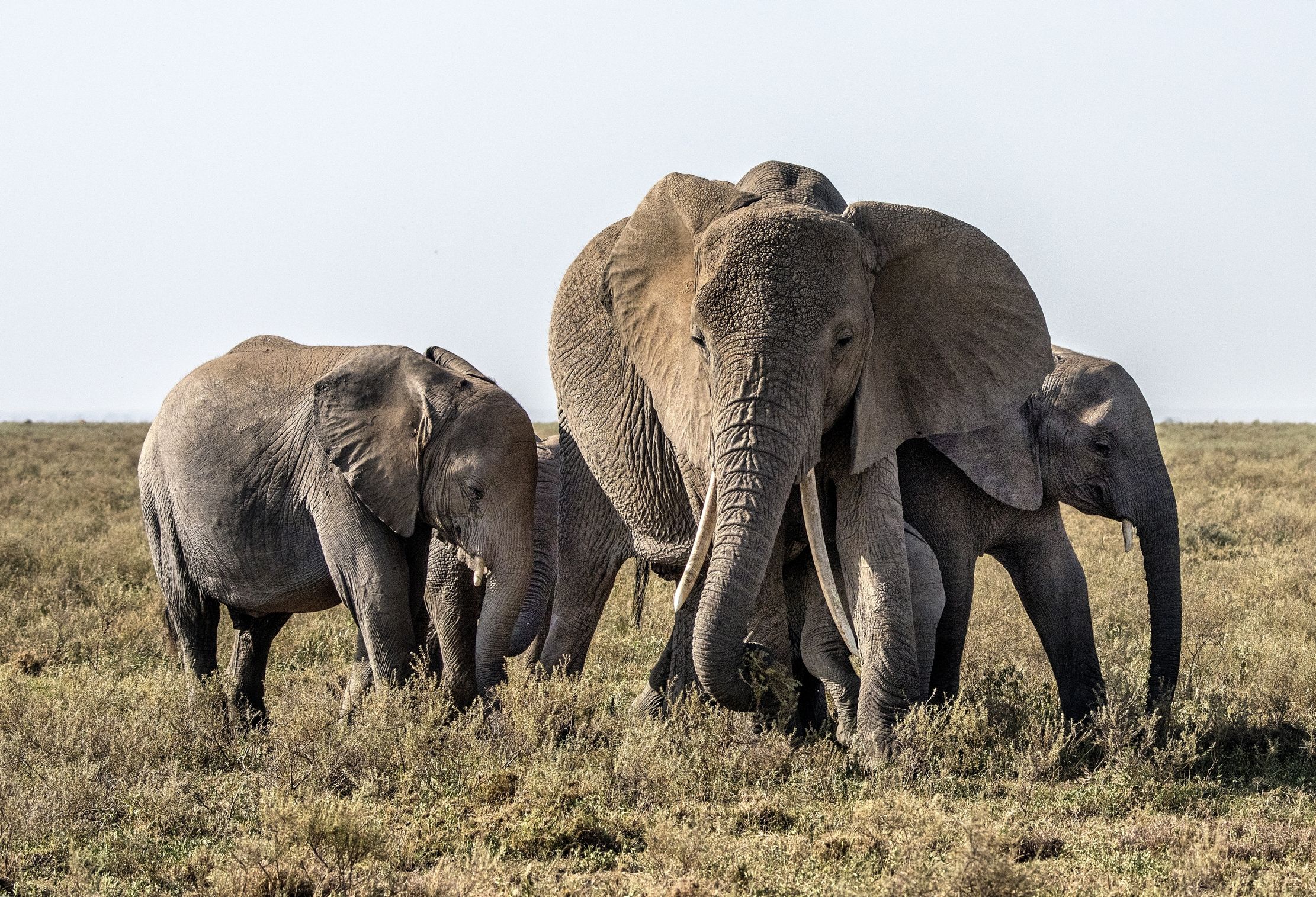 Tanzania 2015 - Elefanti in marcia
