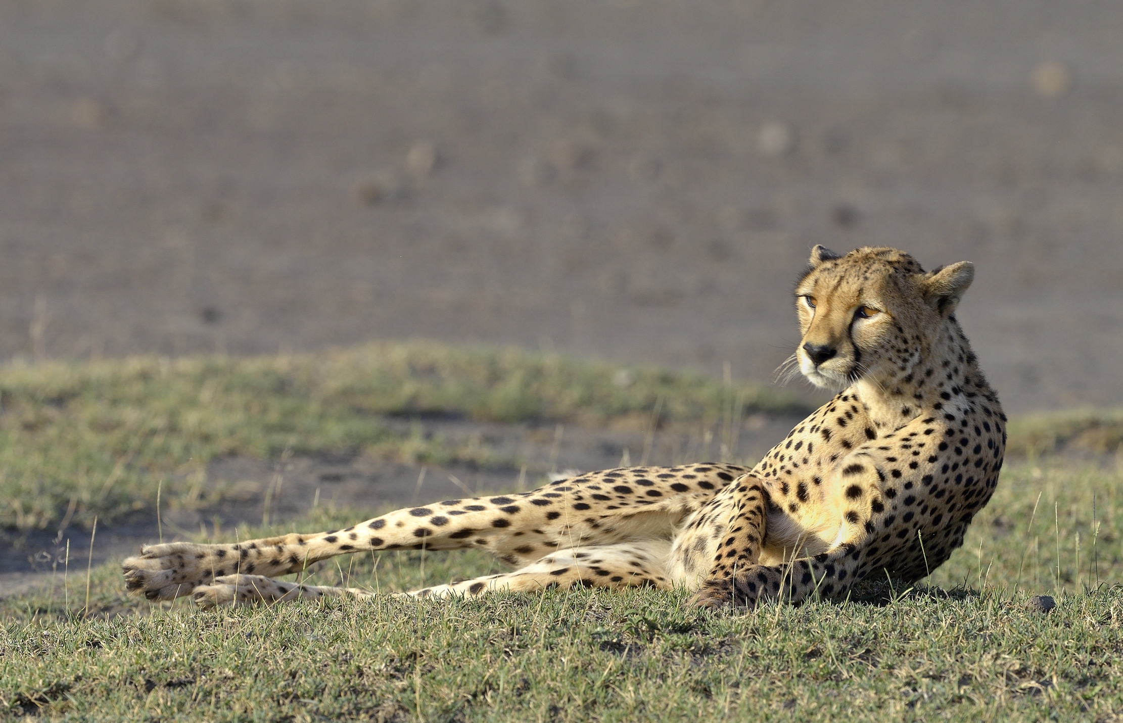 Tanzania 2015 - Ghepardo