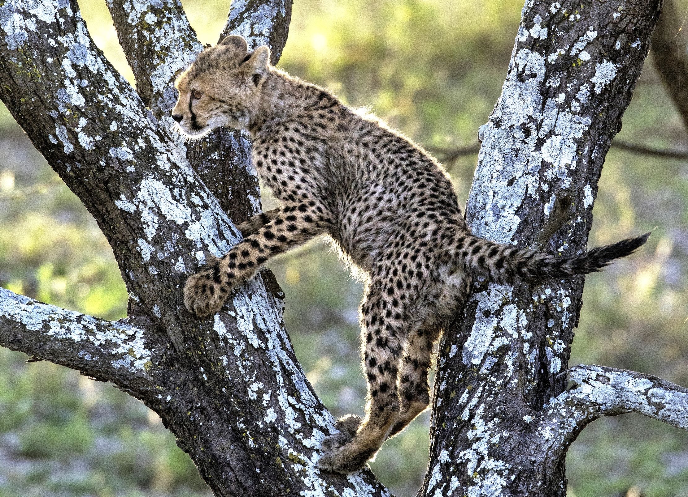 Tanzania 2015 - Ghepardino