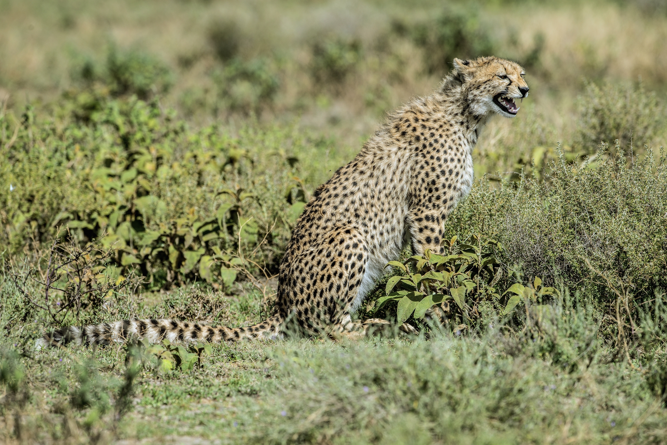 Tanzania 2015 - Richiami