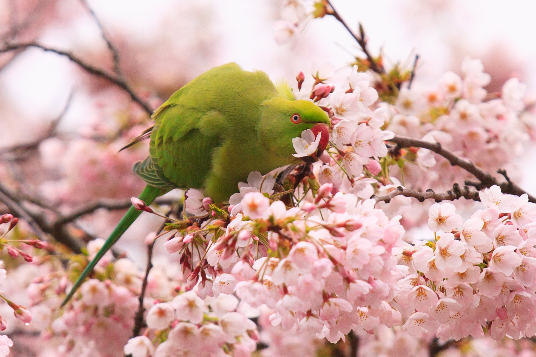 Posso offrirle un fiore ?