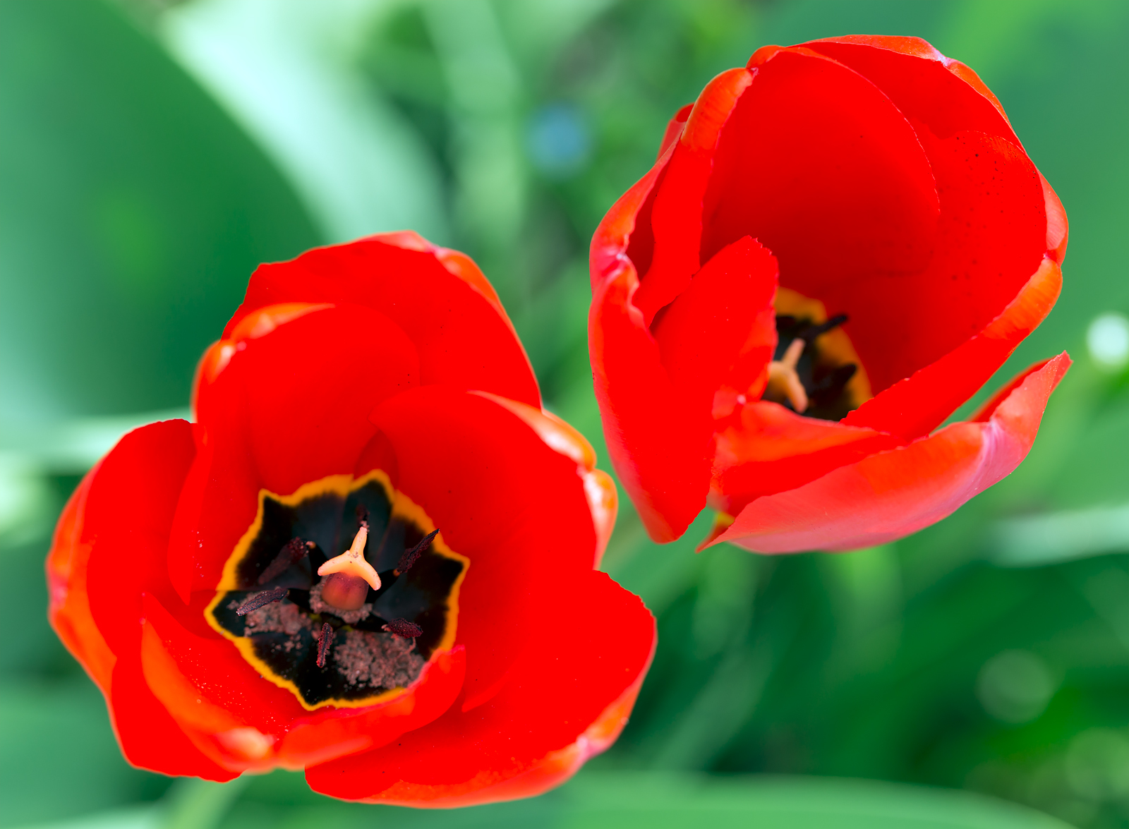 Tulipani