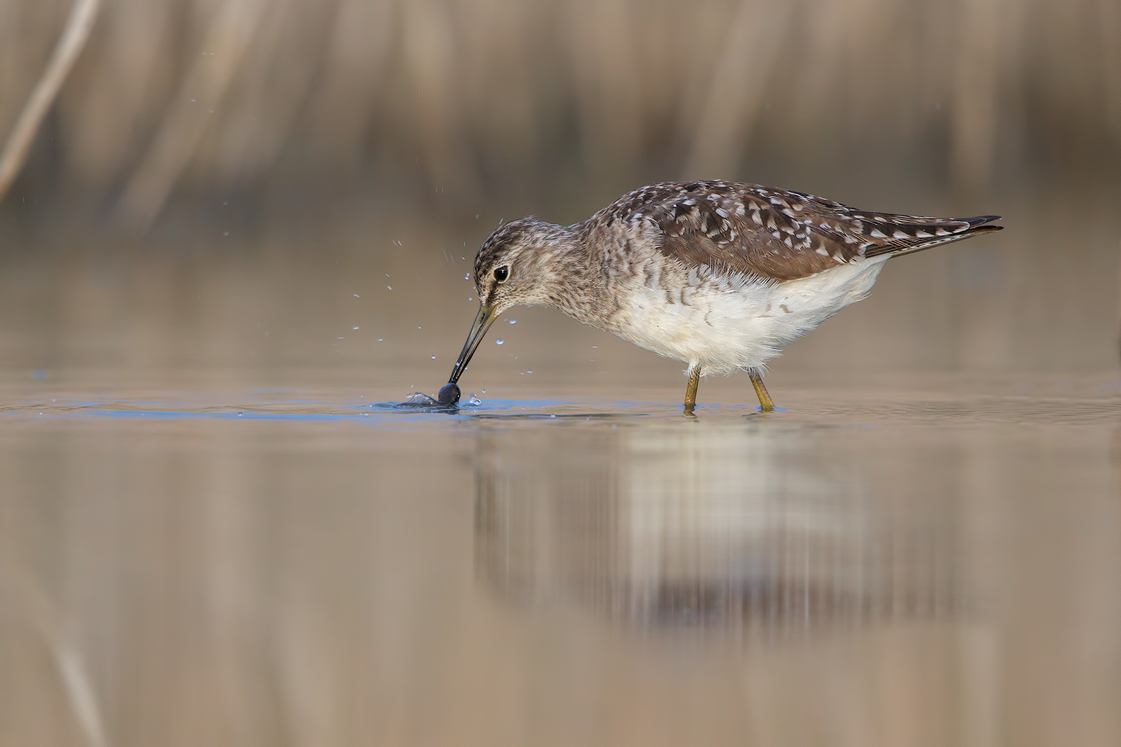 Piro piro boschereccio