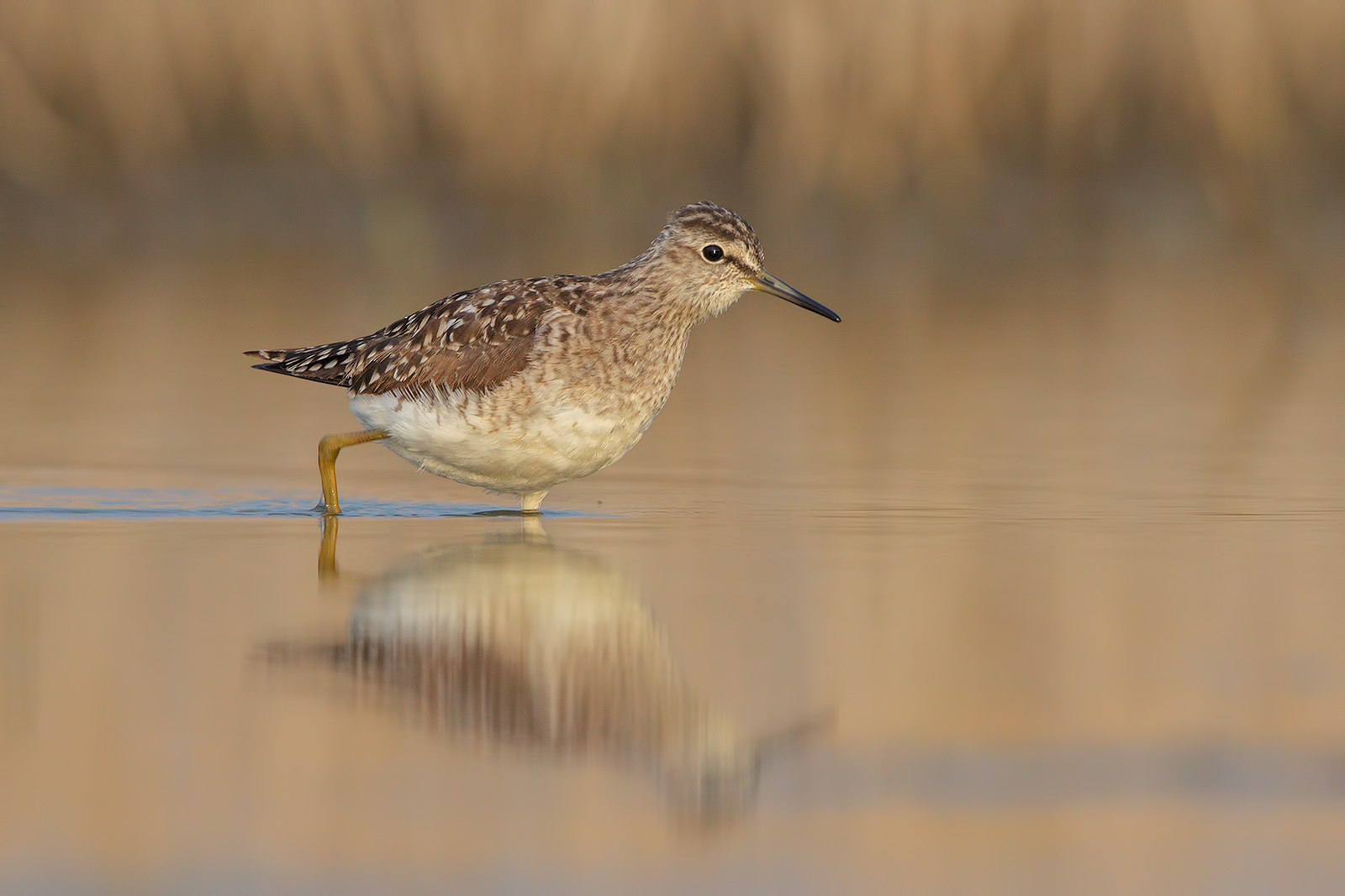 Piro piro boschereccio