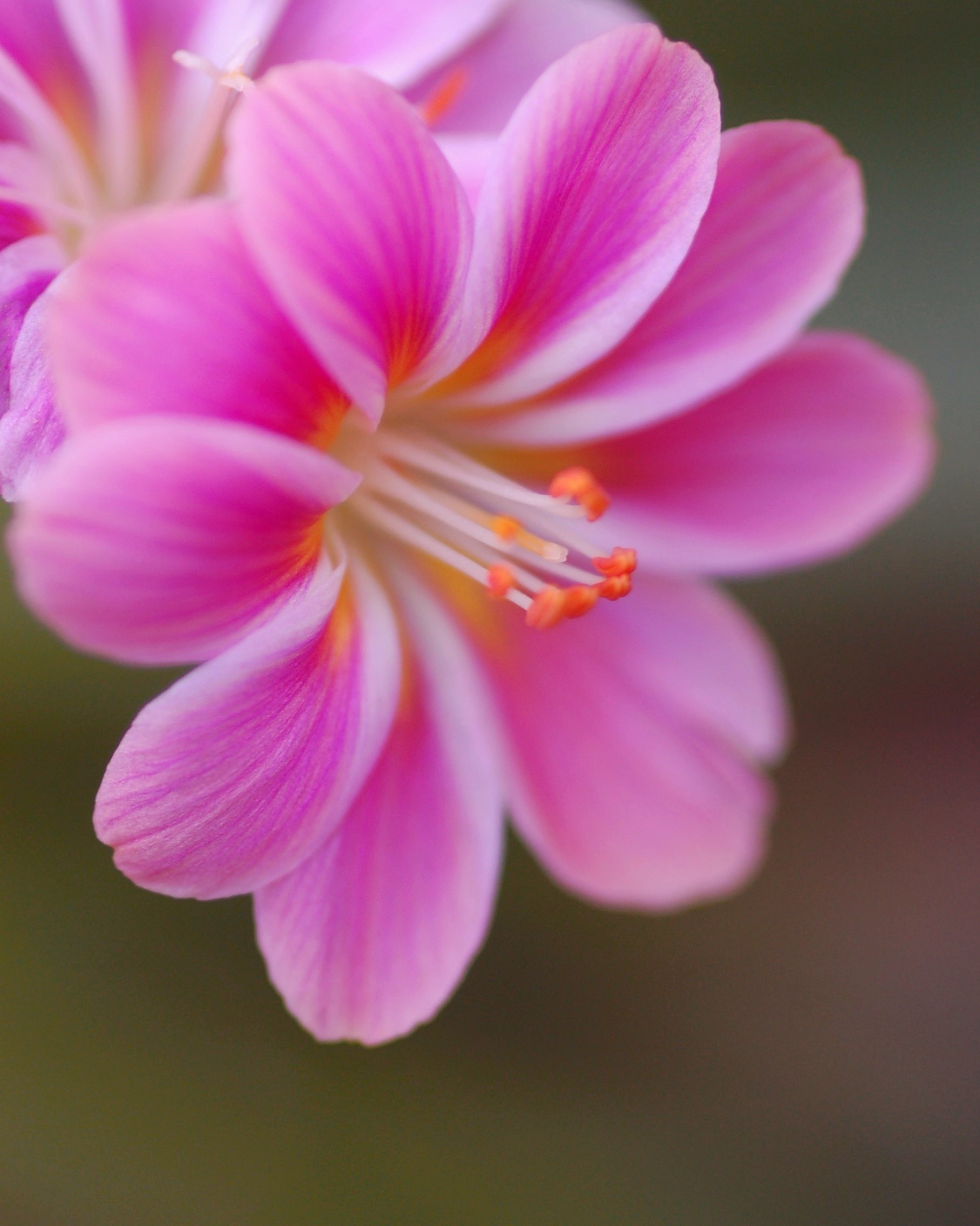 Mini pink...Lewisia!