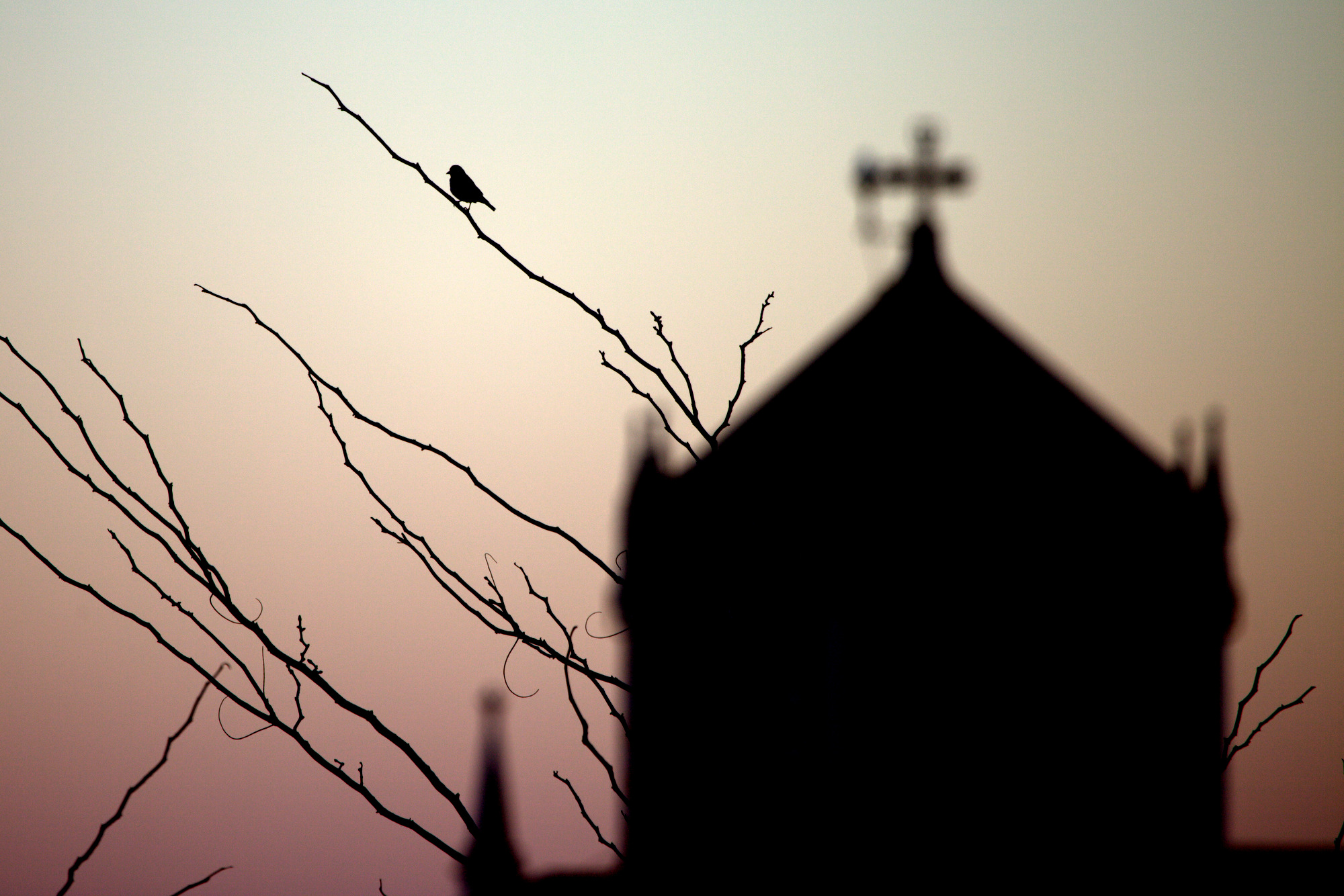 Controluce mistico di un passero solitario...