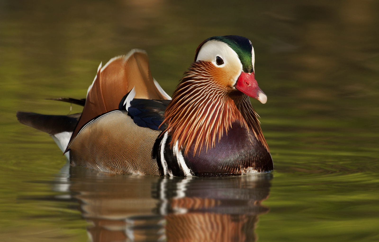 Mandarin