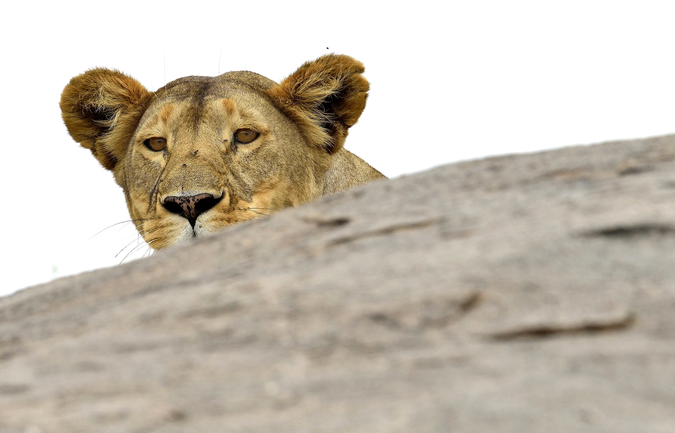 Tanzania 2015 - Capolino