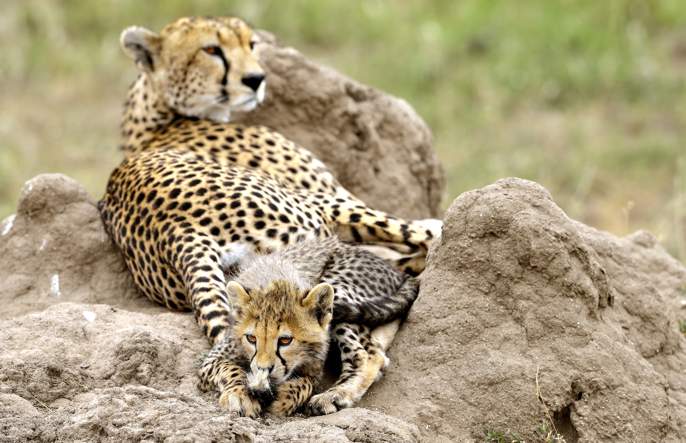 Tanzania 2015 - Con la coda della mamma