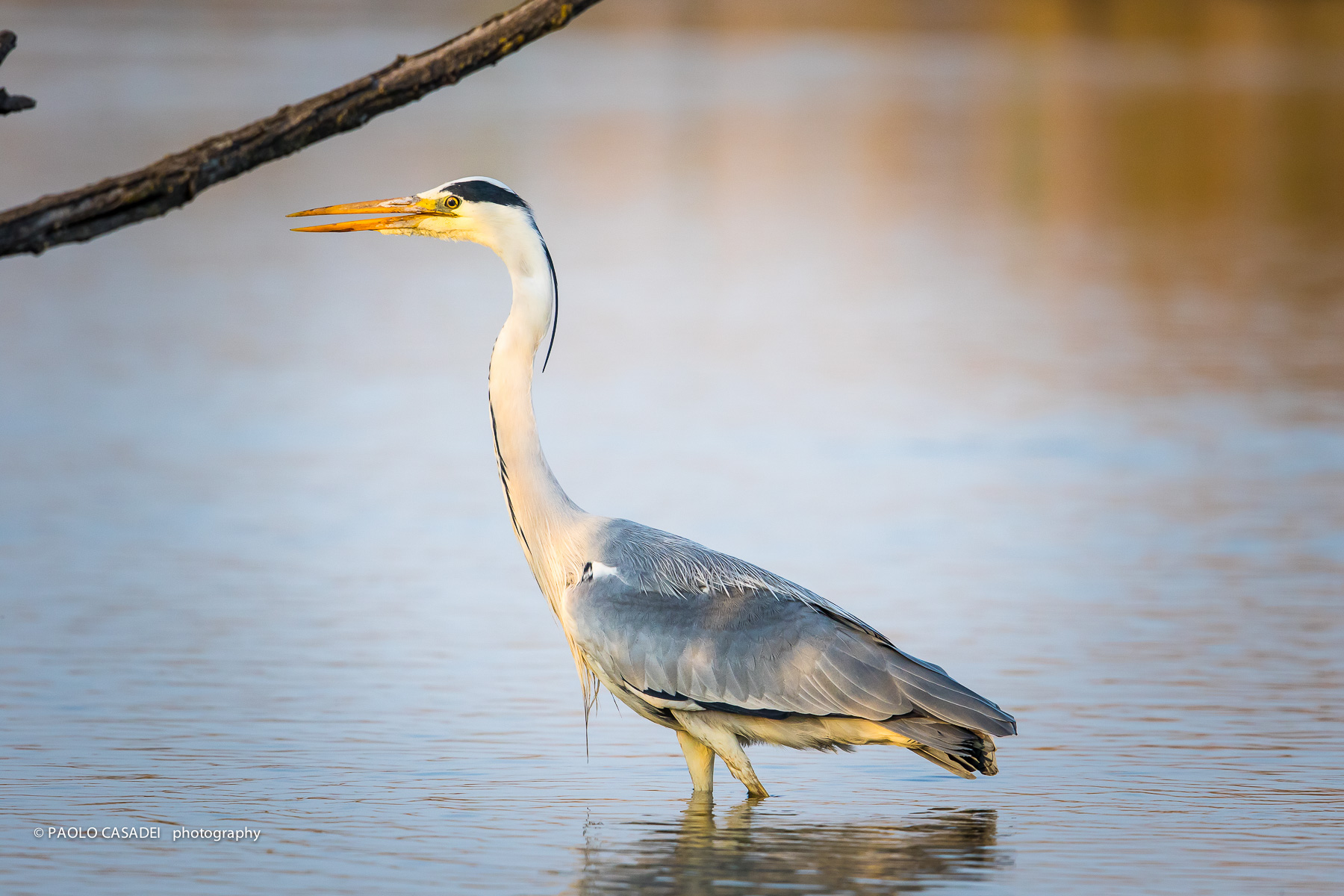 heron