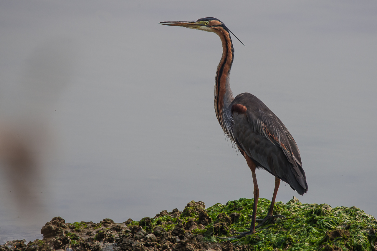 purple heron?