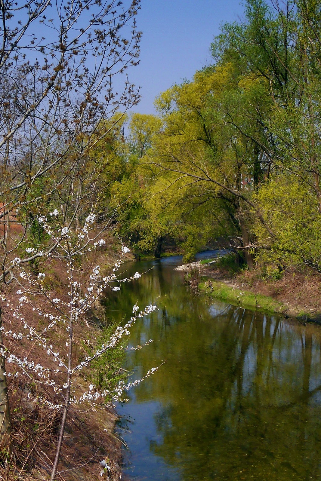 Spring on the creek